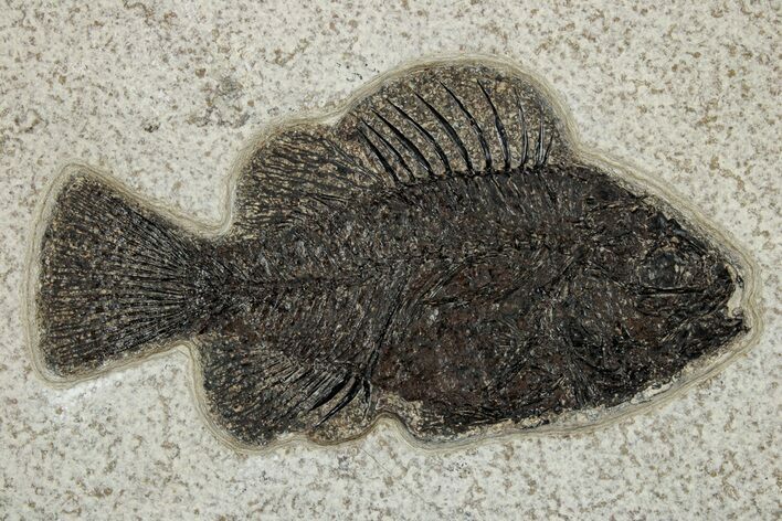 Elegant Fossil Fish (Cockerellites) - Wyoming #251928